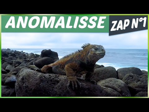 ANOMALISSE ZAP ANIMALIER N°1 - Animaux, Fails, Choc & Insolite