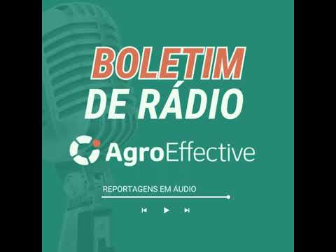 Município paulista estrutura cadeia do búfalo e eleva em mais de 300% valor ao produtor