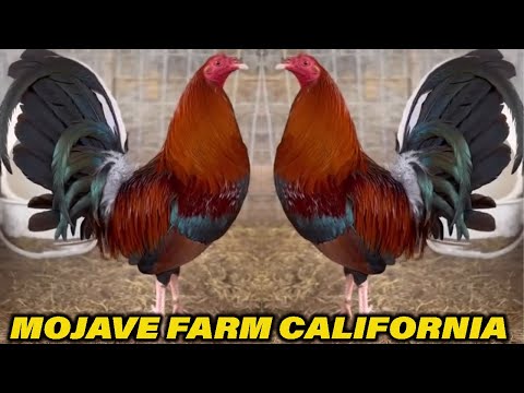Blueface Yellow Leg Hatch - MOJAVE FARM California