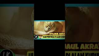 Download lagu Ular Falak VS Ular Syuja'ul al aqra #short mp3 Download lagu Ular Falak VS Ular Syuja'ul al aqra #short mp3