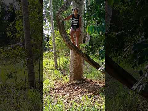 #sítio Comodoro mato Grosso