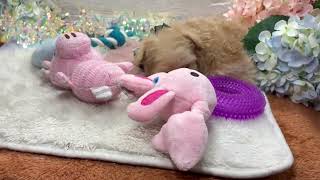 ハーフ犬の動画01