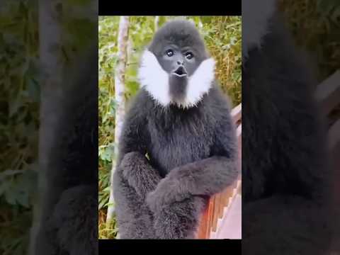 Gibbon Monkey 🐒sounds