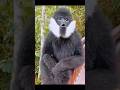 Gibbon Monkey Sounds