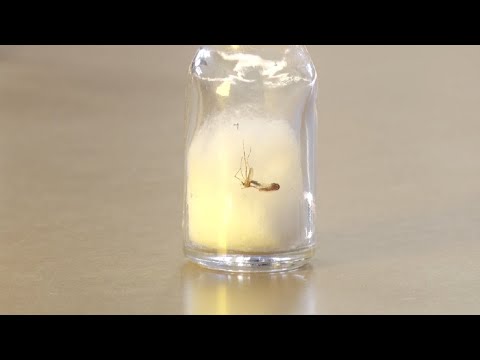 Rio Claro apresenta queda na quantidade de larvas de Aedes aegypti