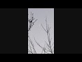 Giant NASA Satellite Falling From Earth S Atmosphere Was Caught On Camera