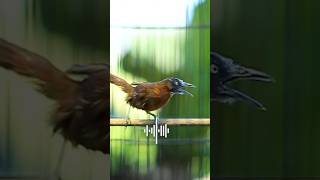 Download lagu Tepus Kepala Abu Abu Gacor Nembak Kasar Panjang mp3