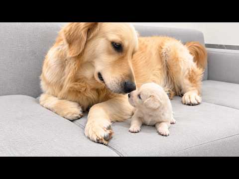 YouTube 썸네일
