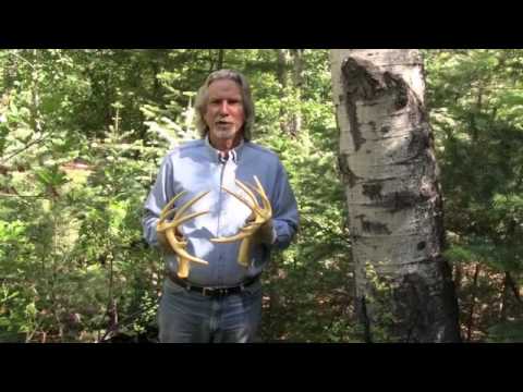 Instructions on How to use 4n2 Rattling Antlers