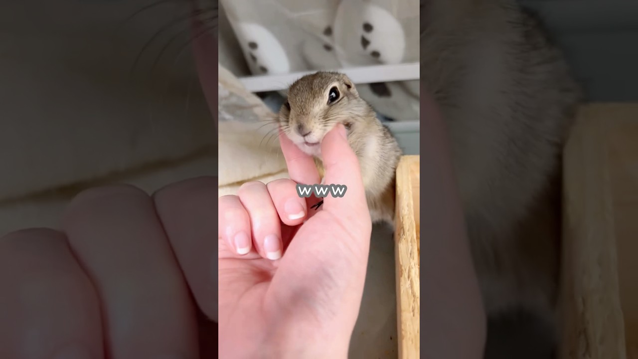 甘えん坊リスの頬袋が愛おしすぎる　　#リチャードソンジリス #かわいい #shorts