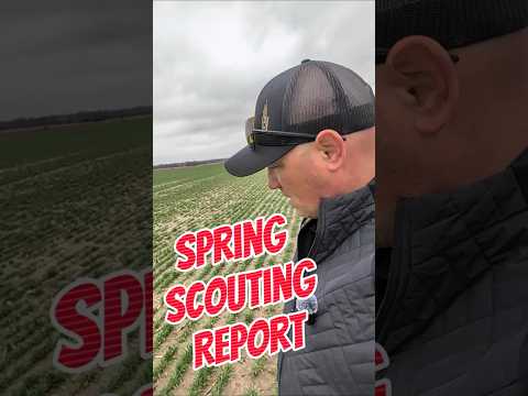 Southern Ontario Wheat Scouting Report