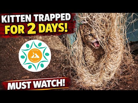 Kitten stuck in Bird Net