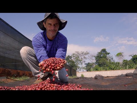 Robustas Amazônicos: aromas, sabores e histórias quem vêm das Matas de Rondônia