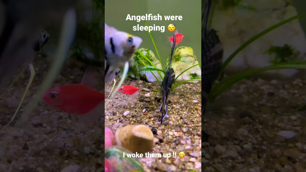 Angelfish sleeping #sleeping#freshwater#aquarium#plantedaquarium#plantedtank#angelfish#youtubeshorts