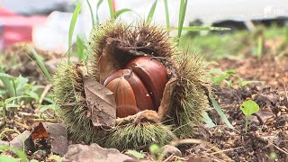 「40℃の気温には木が我慢できない」秋の味覚クリがピンチ！夏の猛暑でダメージ深刻...収穫量が例年の7割ほどになる見込みの栗園も＝静岡・掛川市