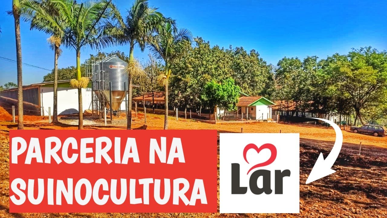 TRABALHAR COM PARCERIA NA SUINOCULTURA!!!  COMO FUNCIONA  🐷
