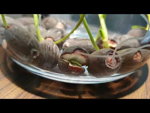 Mini Lotus Seed Growing Timelapse Vlog - 23 Days