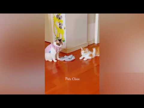 Funniest Animals 2023 😂 Funny Dogs and Cats Videos 😺🐶 Part 2
