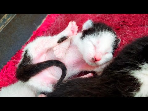 Beautiful newborn kitten has a wonderful way of sleeping so cute 😻