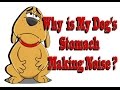 Why Is My Dog S Stomach Making Noise
