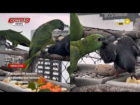 Vídeo: Papagaio dá apavoro em pombo que tentava roubar comida.