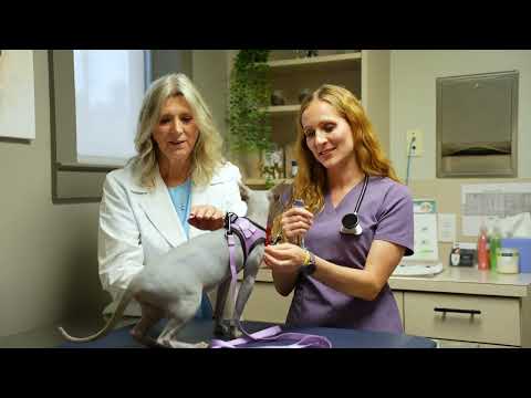 Benefits of Roo For All Career Stages | Dr. Robin Paddock