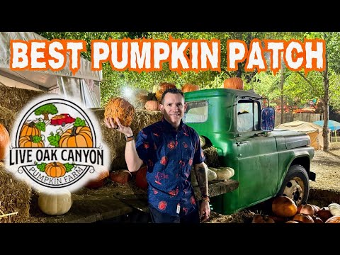 Live Oak Canyon Pumpkin Farm 2023 | Is This the BEST...