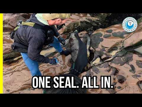 Cape Cross Chaos for One Seal Rescue