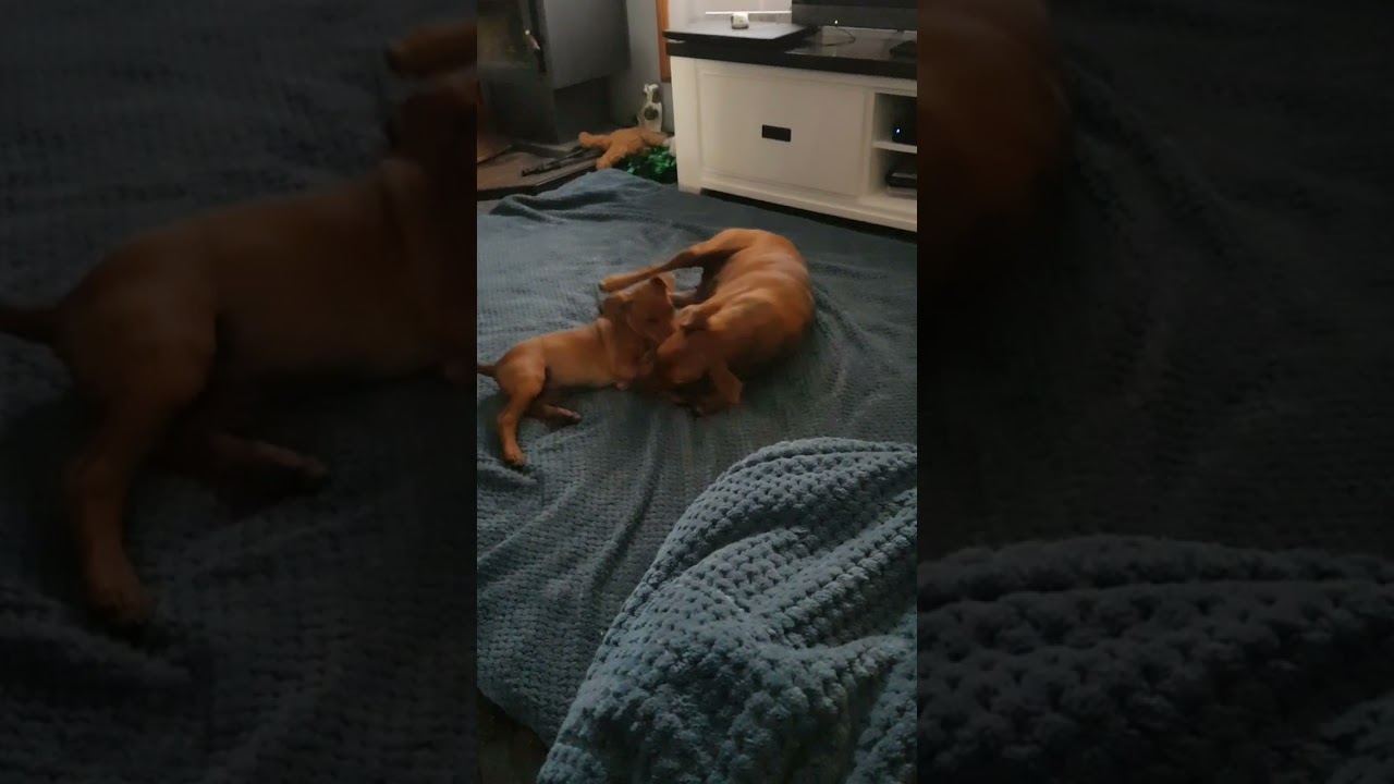 ~Bella and Baby Poppy~  thumbnail