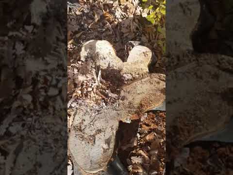 Pădure de la Blidari tăiată ilegal -VIDEO 2