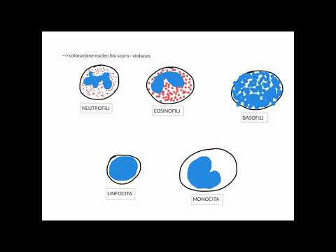 CORSO DI ISTOLOGIA LEZIONE 21 DI 30 TESSUTI CONNETTIVI PARTE 10