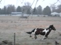 Jack Flash Gypsy Stallion Galloping