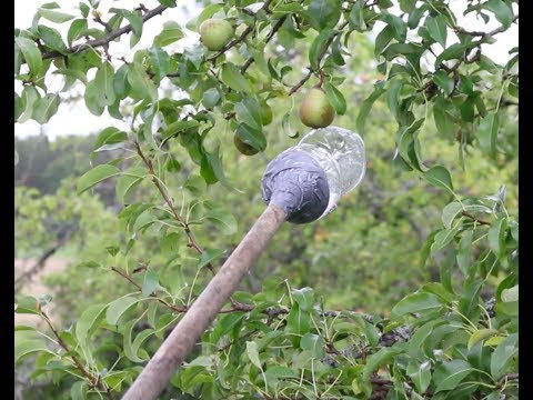 💫🍏 GÖR DIN EGEN FRUKTPLOCKARE! 🍏💫