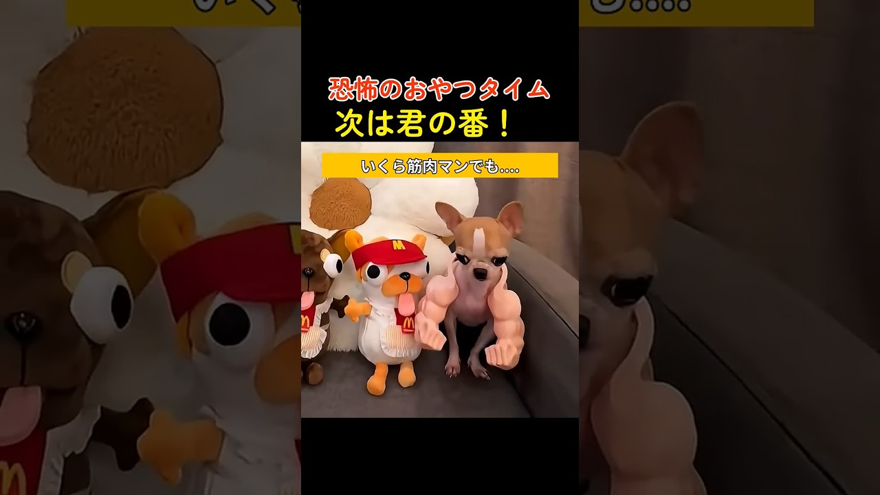 恐怖のおやつタイム🍭次は君の番！🤢 #チワワ #shortsfeed #アフレコ #犬のおやつ #犬のモッパン #チワワ #犬の面白い映像 #面白い犬 #犬の日常 #shorts