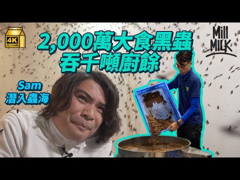 養蟲