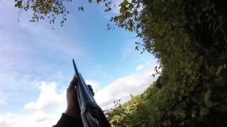 chasse corbeau et pigeon