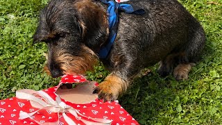 I Can Hardly Wait… | Teddy the Dachshund 🐾