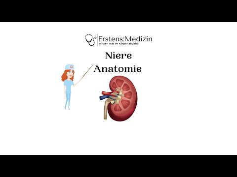 Niere Anatomie