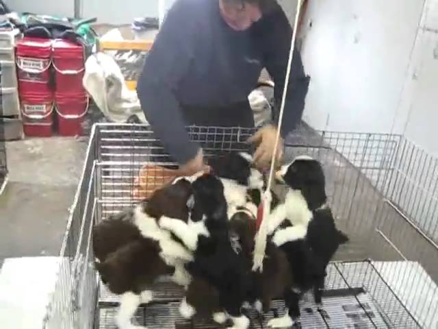 C.K.C. Registered English Springer Spaniel in Dogs & Puppies for Rehoming in Barrie