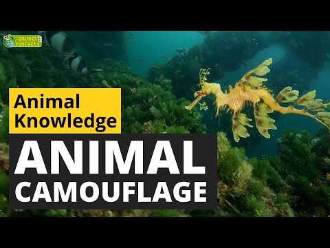 Animal Camouflage - Animals for Kids - Educational Video