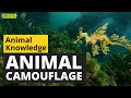 Animal Camouflage - Animals for Kids - Educational Video
