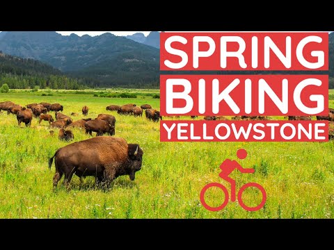 Yellowstone Spring Biking Guide | No Crowds, No Traffic, & Free