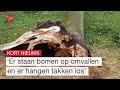 Boswachters waarschuwen: ga voorlopig niet het bos in | Omroep Flevoland