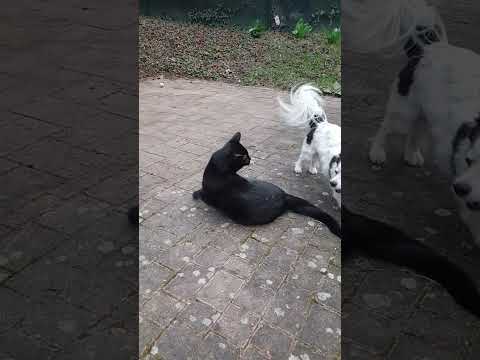 Chiwawa vs Black Cat 😆 Best Friends 🙊
