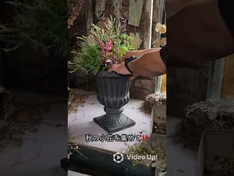 バケツガーデンを作る：素晴らしい、有益で安価なアイデア！どうやって対処すればいいのでしょうか？  庭園