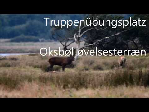 Pirschgänge auf Rothirsche