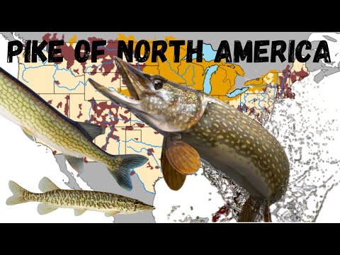 The Pike Species of North America: A Guide to the Esox Genus
