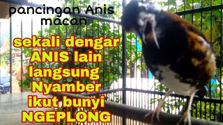 Download lagu pancingan Anis macan punglor gacor ngerol mp3 Download lagu pancingan Anis macan punglor gacor ngerol mp3
