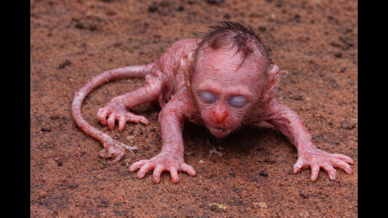 So Sad… Baby Monkey