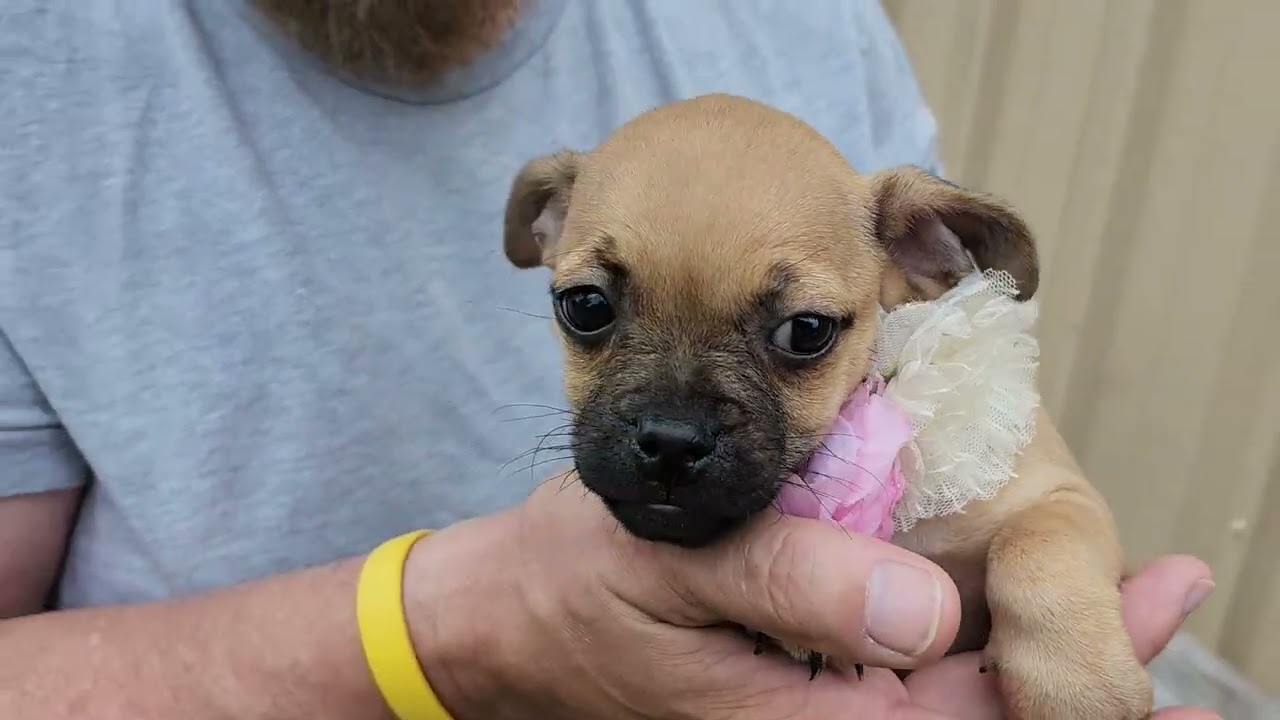 Enlarge Kiwi, a ADOPTABLE mixed breed in Bandera, TX video 1/5